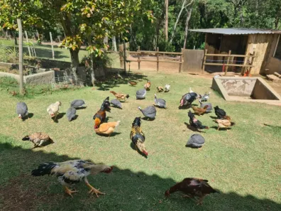 Fazenda / Sítio / Chácara com 6 Quartos à venda, 14000m² no Condomínio Porta do Sol, Mairinque