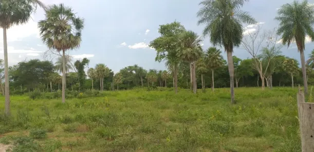 Fazenda / Sítio / Chácara à venda, 1000000m² no , Porto Murtinho