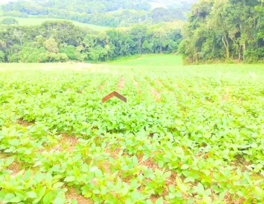 Fazenda / Sítio / Chácara com 1 Quarto à venda, 23600m² no Passaúna, Araucária