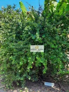 Fazenda / Sítio / Chácara com 2 Quartos à venda, 200m² no Chácara Marambaia, Caçapava