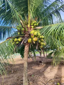 Fazenda / Sítio / Chácara com 3 Quartos à venda, 6100m² no , Vera Cruz