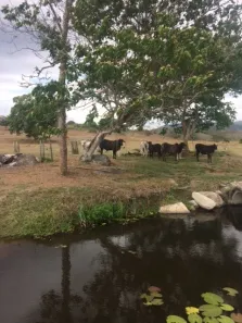 Fazenda / Sítio / Chácara com 4 Quartos à venda, 210m² no , Agrestina