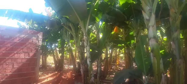Fazenda / Sítio / Chácara com 2 Quartos à venda, 5000m² no , Brasília