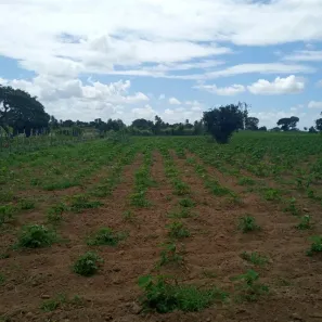 Fazenda / Sítio / Chácara com 3 Quartos à venda, 6000m² no , Vera Cruz