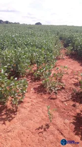 Terreno / Lote / Condomínio à venda, 39m² no Centro, Goianésia