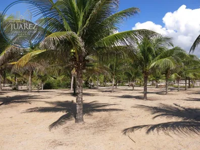 Terreno / Lote / Condomínio à venda, 28648m² no Canavieiras, Canavieiras
