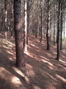 Fazenda / Sítio / Chácara à venda, 359370m² no , Rio Branco do Sul