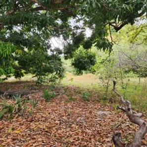 Terreno / Lote / Condomínio para alugar, 9800m² no Coaçu, Eusébio
