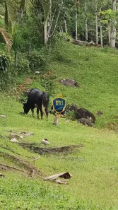 Fazenda / Sítio / Chácara com 2 Quartos à venda, 40000m² no Alphaville Graciosa, Pinhais