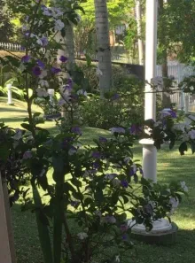 Fazenda / Sítio / Chácara com 5 Quartos para alugar, 800m² no Centro, Caçapava