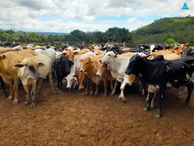 Fazenda / Sítio / Chácara com 4 Quartos à venda, 471170m² no Área Rural de Santo Antônio do Descoberto, Santo Antônio do Descoberto