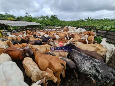 Fazenda / Sítio / Chácara com 5 Quartos à venda, 7550000m² no , Turiaçu
