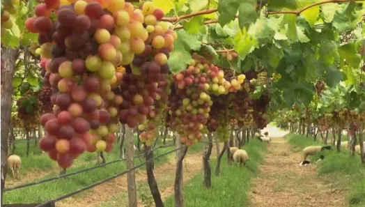 Fazenda / Sítio / Chácara à venda, 120000m² no Área Rural de Petrolina, Petrolina