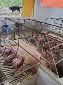Fazenda / Sítio / Chácara com 3 Quartos à venda, 16000m² no , Vera Cruz