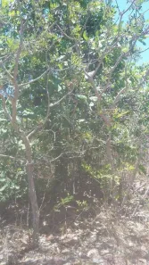 Terreno / Lote / Condomínio à venda, 24200m² no Pirenópolis, Pirenópolis