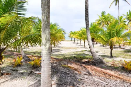Terreno / Lote / Condomínio à venda, 60000m² no Canavieiras, Canavieiras