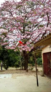Fazenda / Sítio / Chácara com 4 Quartos à venda, 420m² no , Brasília