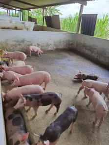 Fazenda / Sítio / Chácara com 3 Quartos à venda, 16000m² no , Vera Cruz