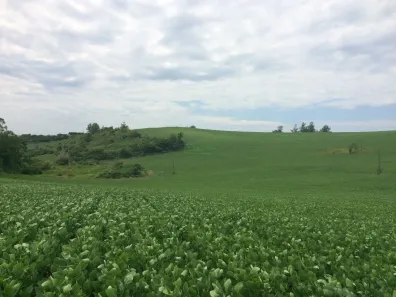 Fazenda / Sítio / Chácara à venda, 242000m² no Br 369, Uraí