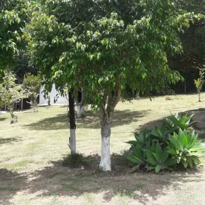 Fazenda / Sítio / Chácara com 3 Quartos para venda ou aluguel, 170m² no Cocuera, Mogi das Cruzes