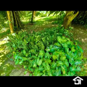 Fazenda / Sítio / Chácara com 4 Quartos à venda, 8000m² no Sao Lourenco, Juquitiba