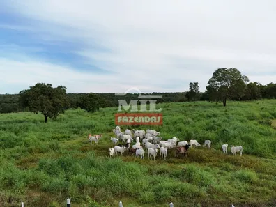 Fazenda / Sítio / Chácara com 3 Quartos à venda, 500m² no Setor Central, Gurupi