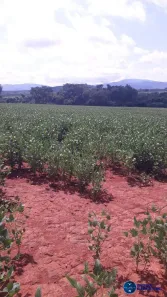 Terreno / Lote / Condomínio à venda, 39m² no Centro, Goianésia