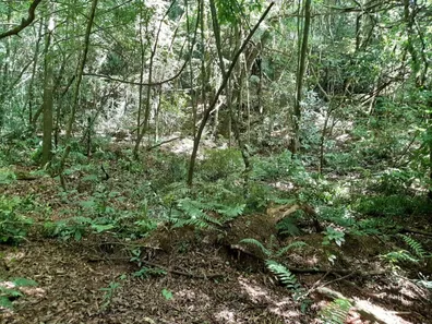 Fazenda / Sítio / Chácara com 1 Quarto à venda, 7000m² no Contenda, Contenda
