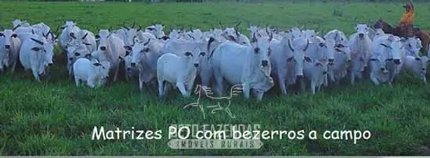 Fazenda / Sítio / Chácara à venda, 999999999m² no , Paraíso do Tocantins