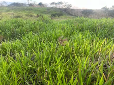 Fazenda / Sítio / Chácara à venda, 61000m² no , Sairé