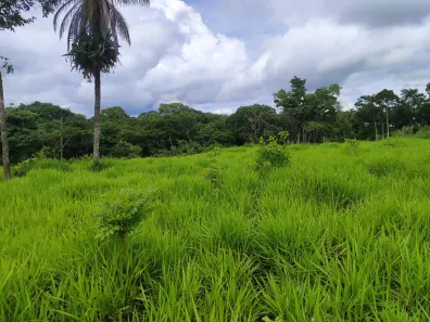 Fazenda / Sítio / Chácara com 3 Quartos à venda, 363000m² no Bezerra, Formosa