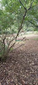 Fazenda / Sítio / Chácara com 4 Quartos para venda ou aluguel, 200m² no Nova Veneza, Paulínia
