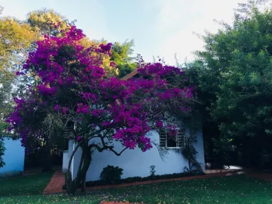 Fazenda / Sítio / Chácara com 3 Quartos à venda, 220m² no Recanto dos Pinheiros, Cambé