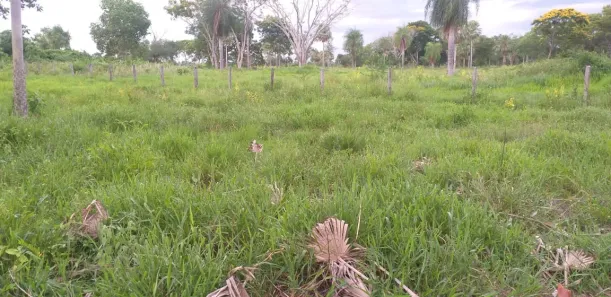 Fazenda / Sítio / Chácara à venda, 1000000m² no , Porto Murtinho