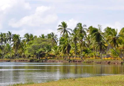 Terreno / Lote / Condomínio à venda, 60000m² no Canavieiras, Canavieiras