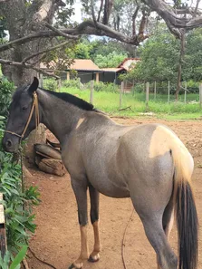 Fazenda / Sítio / Chácara com 3 Quartos à venda, 20000m² no , Brasília