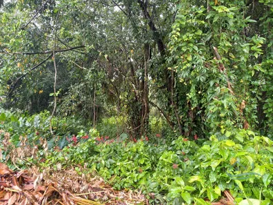 Terreno / Lote / Condomínio à venda, 2340m² no Camburi, São Sebastião