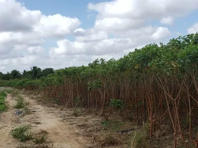 Fazenda / Sítio / Chácara com 4 Quartos à venda, 84000m² no , Vera Cruz