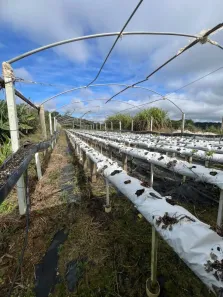 Fazenda / Sítio / Chácara com 1 Quarto à venda, 120m² no Roseira de São Sebastião, São José dos Pinhais