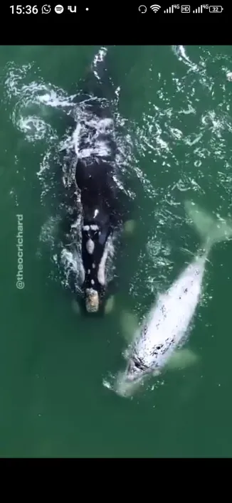Foto - Florianópolis - São João do Rio Vermelho