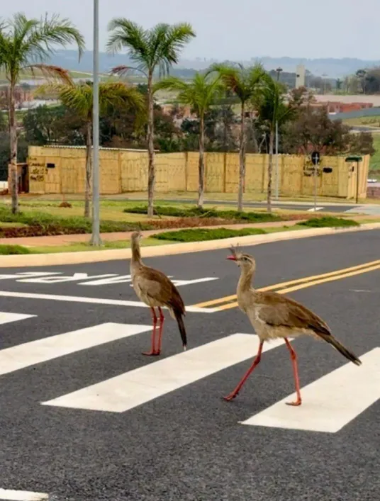 Foto - Campinas - Loteamento Artesano