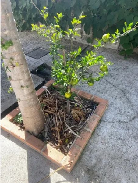 Foto 15