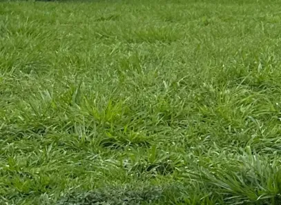 Terreno / Lote / Condomínio à venda, 1250m² no Vila do Golf, Ribeirão Preto
